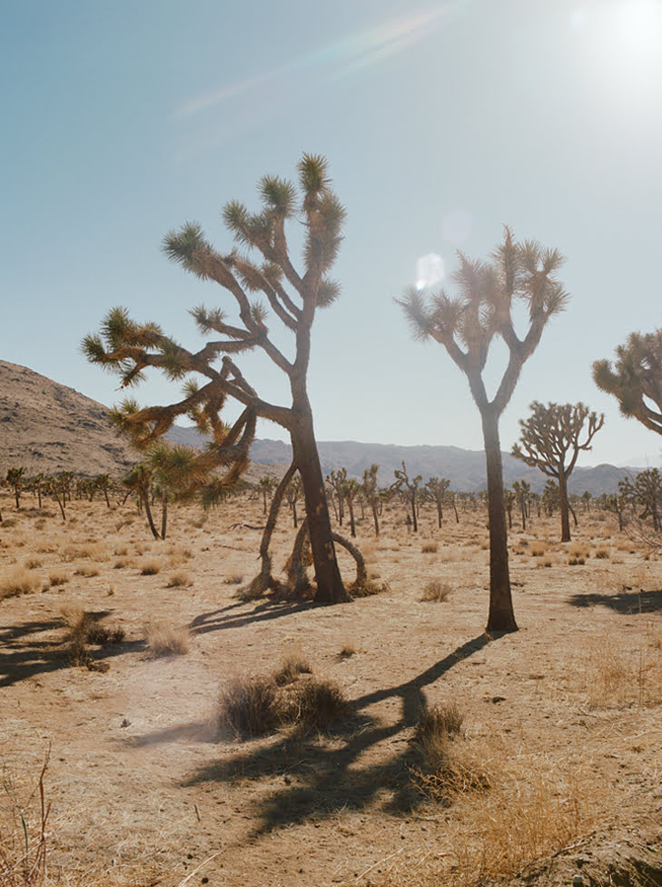 Picture of trees in the desert.