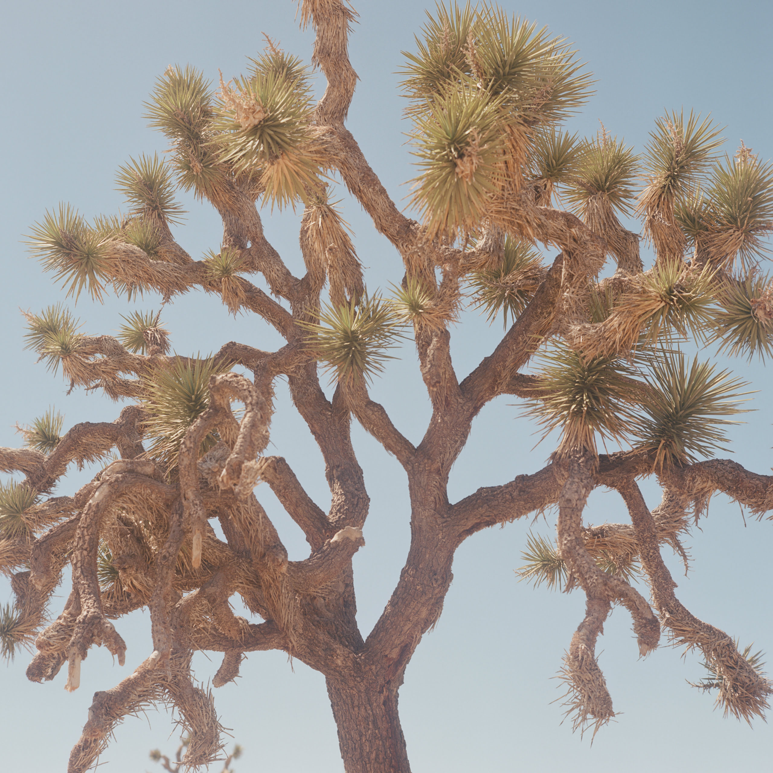 Close-up picture of a tree in the desert.